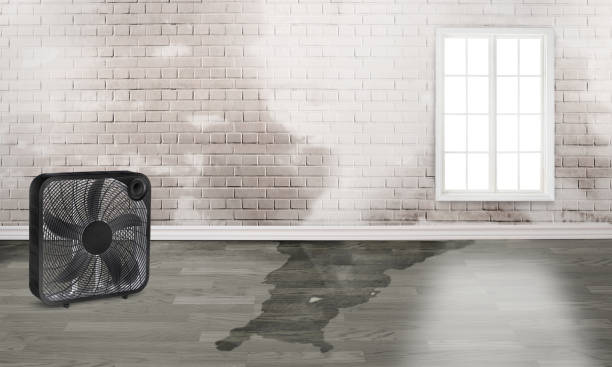 Best Water damage contractors near me  in Gretna, FL
